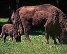 European bison (Bison bonasus).
