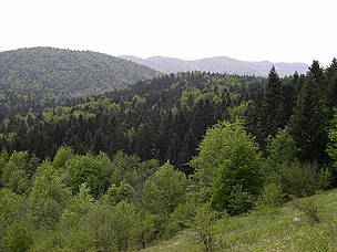 Mediterranean mixed forests in Sjeverni Velebit National Park, Croatia. / ©: WWF-Canon / Gérald HIBON Mediterranean mixed forests in Sjeverni Velebit National Park, Croatia. / ©: WWF-Canon / Gérald HIBON
