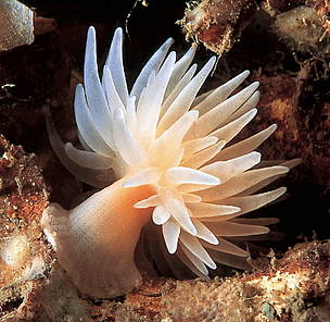 Sealoch anemone (Protanthea simplex) in the "Selligrunnen", a protected cold-water coral ... / &copy;: WWF-Canon / Erling SVENSEN