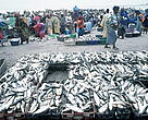 Traditional fish market, Dakar, Senegal. 