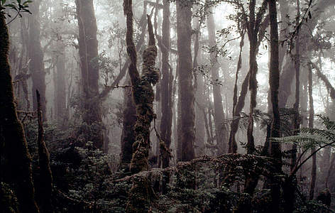 Moss forest, Arfak Mountains Nature Reserve, Indonesia. / ©: Ian Craven / WWF-Canon rel=