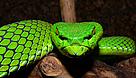 The Gumprechts Green Pitviper is but one of 1068 new species discovered in the Greater Mekong in ... / &copy;: Rene Ries
