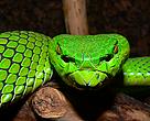 The Gumprechts Green Pitviper is but one of 1068 new species discovered in the Greater Mekong in the last decade (1997-2007)