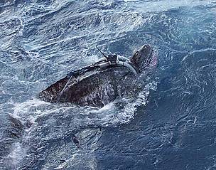Gurí, project´s first male Leatherback. / ©: Marin Abreu / PNOFA Gurí, first male Leatherback turtle. / ©: Marin Abreu / PNOFA