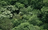 Tropical forest canopy, Amazonian rainforest, Guyana.