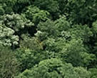  Tropical forest canopy, Amazonian rainforest, Guyana.