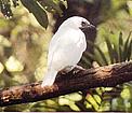 Guyrá Campana, ave nacional del Paraguay / &copy;: Fundación Moisés Bertoni