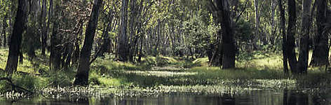 Flooded forest, New South Wales, Australia / ©: WWF-Canon / Frédy MERCAY Flooded forest, New South Wales, Australia rel=
