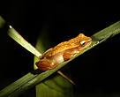 Amphibian at Bruno Racua Protected Area, Pando (Bolivian Amazon).