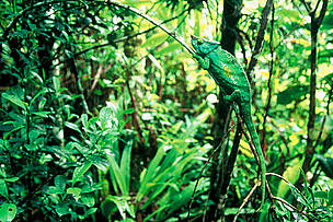 Chameleon in the Rainforest near the city of Andapa, Madagascar. There are more than 300 species of ... / ©: WWF-Canon / Edward PARKER ... and under their protective canopies, forests provide shelter to innumerable species.
Chameleon ... / ©: WWF-Canon / Edward PARKER