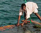16-year-old Hamidu Kimbao working on his fish farm, Mafia Island Marine Park, Tanzania.