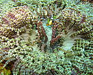 The Philippines forms the apex of the Coral Triangle and includes 27,000 square kilometres of unique coral reef.