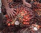 Oil palm is an important crop, but plantations have sometimes imposed environmental and social costs due to forest clearing, burning, and disregard for the rights of local communities.