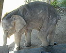 Sixteen newborn elephants like this one are waiting to be named.