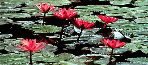 Water lilies (Nymphaea), Hawaii, United States of America. / ©: WWF-Canon / Paul TRUMMER Water lilies (<i>Nymphaea</i>), Hawaii, United States of America. rel=