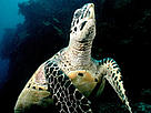  / &copy;: WWF-Canon / Cat Holloway