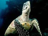 Hawksbills are one of several marine turtles found throughout the Pacific Southwest. / ©: WWF-Canon / Cat Holloway / ©: WWF-Canon / Cat Holloway