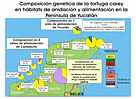 Map of hawksbill genetic composition at nesting and feeding habitats of the Yucatan Peninsula. / &copy;: V. Guzmán