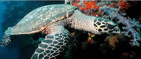 Hawksbill turtles live on coral reefs where their favourite food, sponges, are most plentiful, Fiji. rel=