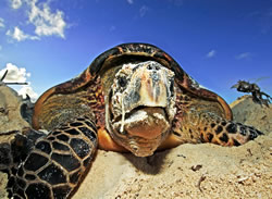 Hawksbill turtle (Eretmochelys imbricata). The metabolism, life cycle, and behaviour of many marine ... / ©: WWF-Canon / Martin HARVEY Hawksbill turtle (<i>Eretmochelys imbricata</i>). The metabolism, life cycle, and ... / ©: WWF-Canon / Martin HARVEY