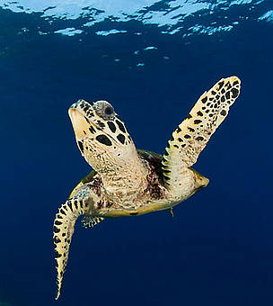 Hawksbill turtle (Eretmochelys imbricata), New Britain, Papua New Guinea.
