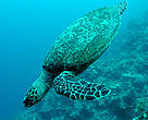 The magnitude of beach habitat loss predicted in the study could be the point of no return for critically endangered sea turtles like this hawksbill turtl