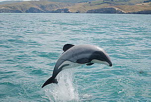  / &copy;: WWF-New Zealand