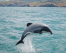 Hector's dolphin, South Island, New Zealand