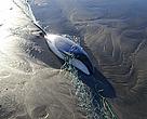 Hector's dolphin entangled 