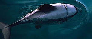 Hector's dolphin. Injured by entanglement in nylon fishing line. New Zealand. / ©: WWF-Canon / Stephen DAWSON Hector's dolphin. Injured by entanglement in nylon fishing line. New Zealand. / ©: WWF-Canon / Stephen DAWSON