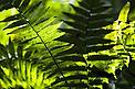  / &copy;: Fernando Allen for WWF Paraguay