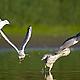 Black-headed gulls (Larus ridibundus) attacking grey heron (Ardea cinerea), Middle Elbe biosphere reserve, Germany © Dieter Damschen / Wild Wonders of Europe