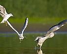 Black-headed gulls attacking grey heron, Middle Elbe biosphere reserve, Germany