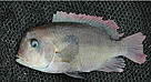 Heterochromis multidens, Cichlid (Cichlidae) family. Congo River. / ©: John P. Friel (used with kind permission) DO NOT USE THIS IMAGE. WWF ONLY HAS SINGLE-USE RIGHTS FROM THE PHOTOGRAPHER FOR THIS SHOT. / ©: John P. Friel (used with kind permission)