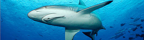 Grey reef (Carcharhinus amblyrhynchos) shark, Fiji. / ©: Cat Holloway / WWF-Canon rel=