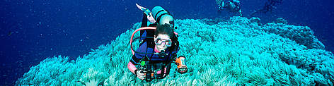 Corals become Corals become "bleached" when water temperatures rise too high and are sustained for too ... rel=