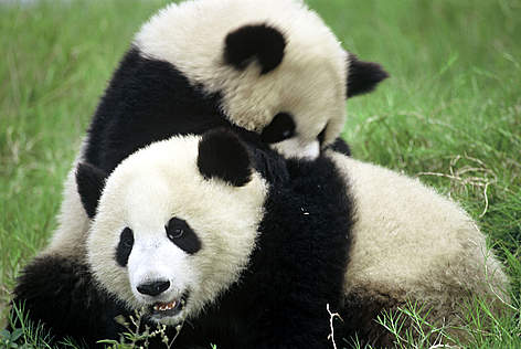Giant Panda / ©: WWF-Canon / ©: WWF-Canon