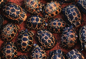 Such Radiated Tortoises were found for sale in Chatuchak Market, Bangkok, although their commercial international trade is prohibited.