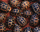Such Radiated Tortoises were found for sale in Chatuchak Market, Bangkok, although their commercial international trade is prohibited.