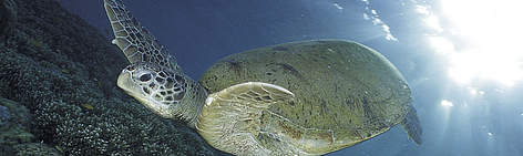 Green sea turtle, Chelonia mydas). Indo-Pacific Ocean. / ©: Jürgen FREUND / WWF-Canon Green sea turtle, (Chelonia mydas). Indo-Pacific Ocean. rel=