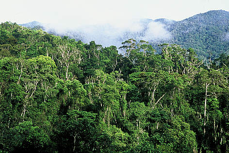 Tropical rainforest. Andapa, Madagascar. / ©: Edward Parker / WWF-Canon rel=