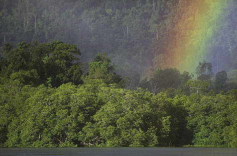 Tropical rainforest near Berau demonstrating environmental and social functions of pre-FSC ... / ©: Edward Parker rel=