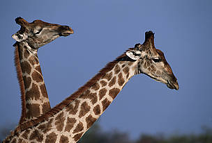 Giraffes are also found throughout the Miombo Woodlands region. / ©: Martin HARVEY / WWF-Canon / ©: Martin HARVEY / WWF-Canon