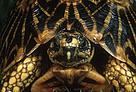 Found only in the southwestern Cape, the geometric tortoise is one of the world's most endangered ... / ©: Martin HARVEY / WWF-Canon / ©: Martin HARVEY / WWF-Canon