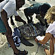 &copy; Peter DENTON / WWF-Canon