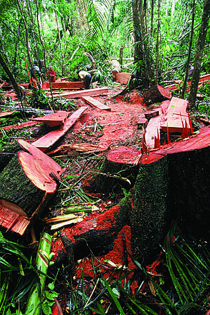 Illegal logs cut each year, laid end to end, would stretch 10x around the earth - © vWWF/GFTN