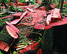 Illegal logs cut each year, laid end to end, would stretch 10x around the earth