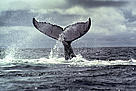 Humpback whale. Bay of Málaga, Colombia. / ©: Diego M. GARCES / WWF-Canon / ©: Diego M. GARCES / WWF-Canon