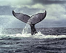 Ballena jorobada en Bahía Málaga, Océano Pacífico colombiano. 