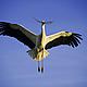 White stork (Ciconia ciconia); Morocco © Martin Harvey / WWF-Canon